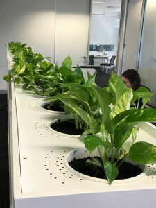 Indoor Plants Melbourne